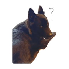狗狗多多_