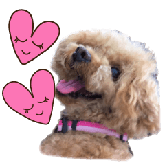 Cute dog No.20 toy poodle, large letters