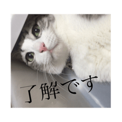 ohenjidesuyo