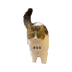 nyanko_20220530082407