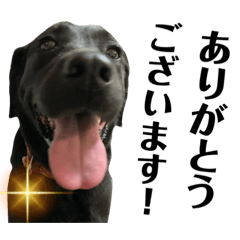 Ringo_20220530091359