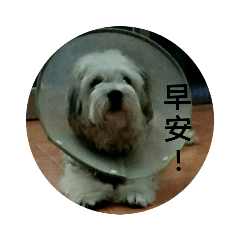 目貝貝表情包