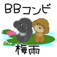 BB Toy poodle rainy season