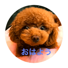 Toy Poodle of Jenny chatting on line.
