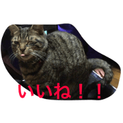 KARAKUSA cat MUTA