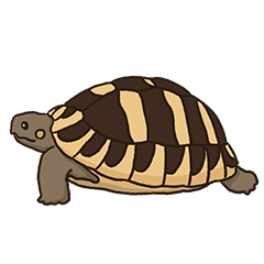 Hermann's European tortoise