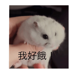 肥肥日常！