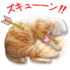 バレンタインデーだよ 実写のら猫スタンプ Line スタンプ Line Store バレンタインデーだよ 実写のら猫スタンプ Line スタンプ Line Store