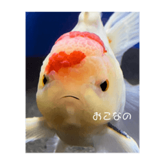 Kiva_20220530174400