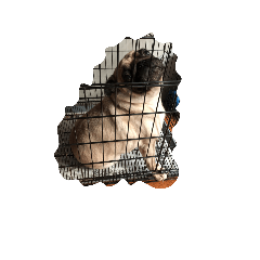 a dog see you