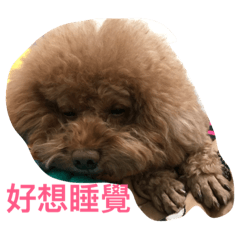 momo來了