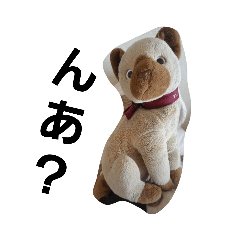 nekoyamasan_20220530182454