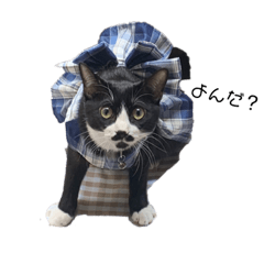 alice_20220530202428