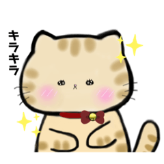 Toto-chan, a tea tiger cat