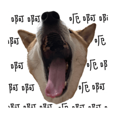 柴犬學壞了