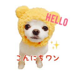 毎日使える 白チワワ スタンプ Line スタンプ Line Store