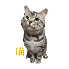 咪咪喵喵唷