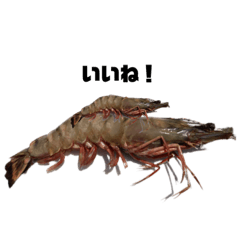 Child shrimp on top of parent shrimp