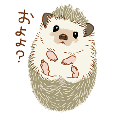 Kawaii hedgehogs