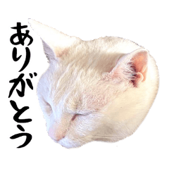 WHITE CAT NYAMAKUB Sticker