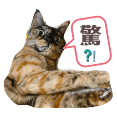 主主的生活用語