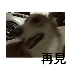 一些無聊又可愛的狗勾