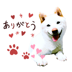 white shiba Inu.japanese Dog.