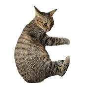 cool cat!