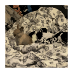 哞叭目前無性別