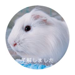 Kiva_20220531155026