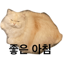the cat mr.paul (korean)