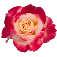 Beautifully sweet home garden roses