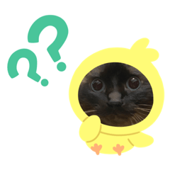 マロンの日常'A'2