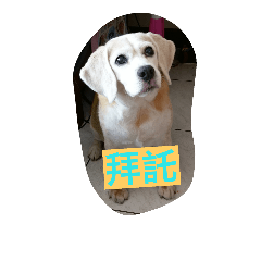 吉米的可愛貼圖