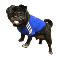 pugjack kawaii