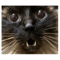 マロンの日常'A'