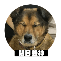超可愛動物貼圖