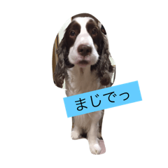 english- spriger- spaniel