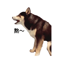 小N大家庭