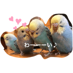 かわいいインコちゃん達のスタンプ Lineクリエイターズスタンプ Stamplist かわいいインコちゃん達のスタンプ Lineクリエイターズスタンプ Stamplist