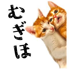 Twitter Topic Cat Mugiho  BIG Sticker