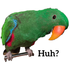 Eclectus parrot Boss