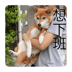 柴犬想下班