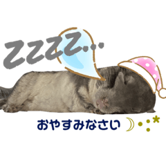 Chinchilla2022