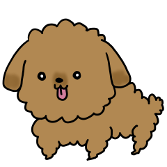 Toy Poodle Q-Taro