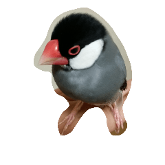 Jave Sparrow