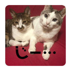 猫のほたてとうなぎ