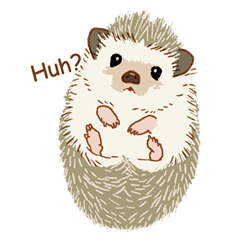 Kawaii hedgehogs (English)