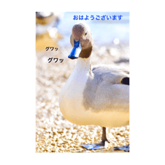Ducks photo sticker