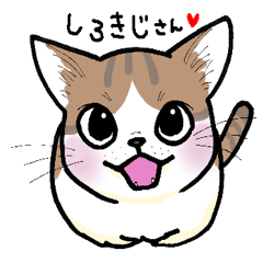 White Kijitora Cat Sticker